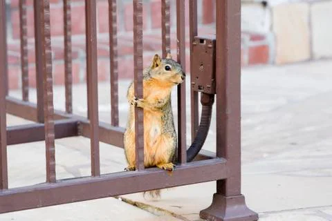 Squirrel in the street Stock Photos