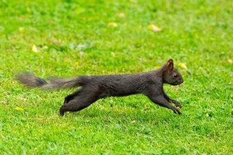 Squirrel stretched in green grass jumping right seeing Stock Photos