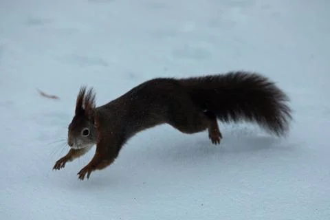 Squirrel stretched in snow jumping left seeing Stock Photos