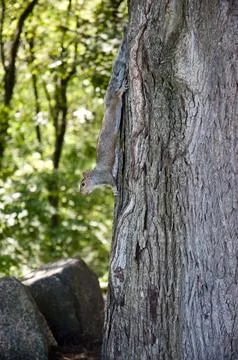Squirrel stretching on tree Stock Photos