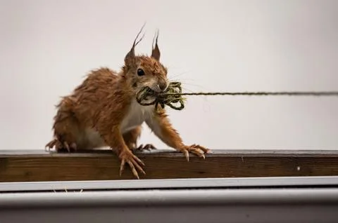 Squirrel with string, Munich, Germany - 30 Apr 2021 스톡 사진
