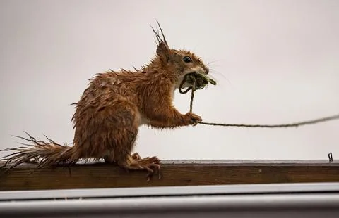 Squirrel with string, Munich, Germany - 30 Apr 2021 스톡 사진