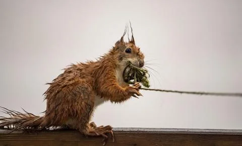 Squirrel with string, Munich, Germany - 30 Apr 2021 스톡 사진