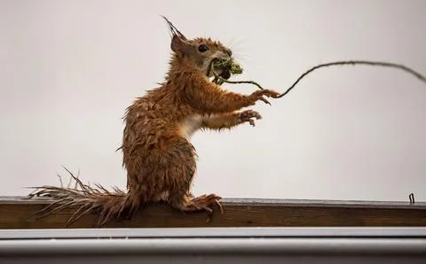 Squirrel with string, Munich, Germany - 30 Apr 2021 스톡 사진