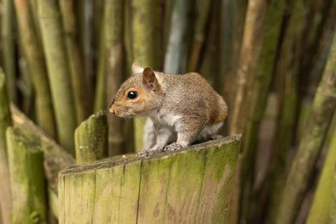 Squirrel on a Stump Foto stock