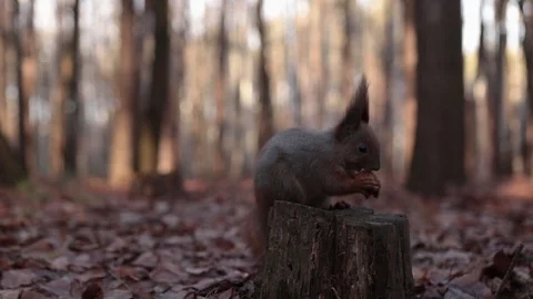 Squirrel on a stump tastes a walnut Vídeos de archivo 121795101