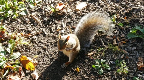 Squirrel in summer Central Park, New York Stock Footage 50222483