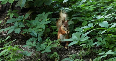 Squirrel in a summer park eating a nut Stock Footage 134364653