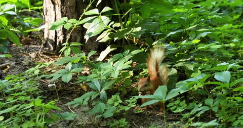 Squirrel in a summer park eating a nut Stock Footage 134364799