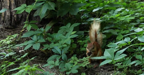 Squirrel in a summer park eating a nut Stock Footage 134365346