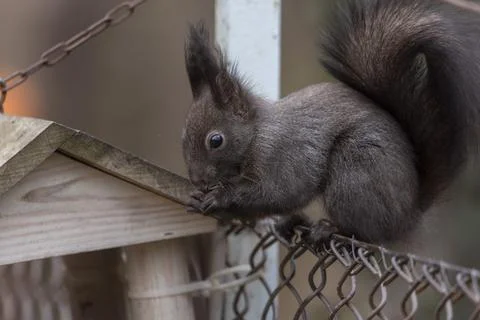 Squirrel in summer park Stock Photos