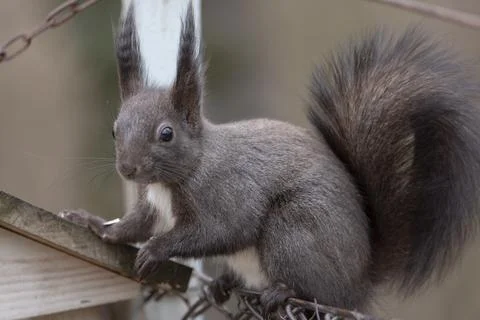 Squirrel in summer park Foto stock
