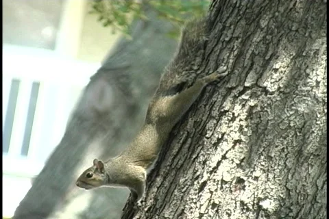 Squirrel-sunning-1 Stock-Footage 130425