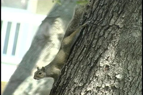 Squirrel-sunning-2 Stock-Footage 130435