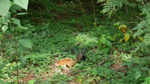 Squirrel in a sunny meadow. Vídeo Stock 116651273