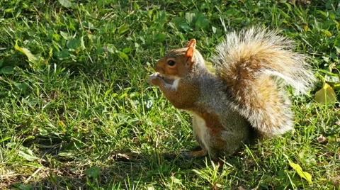 Squirrel at sunset Stock Footage 50222534