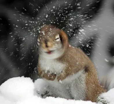 Squirrel in a Swirl Stock Photos