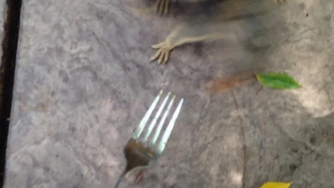 Squirrel Takes Almond from Fork Stock Footage 75821472