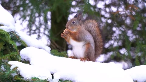 A squirrel takes a gloved walnut from his hand in winter forest Stock Footage 303776922