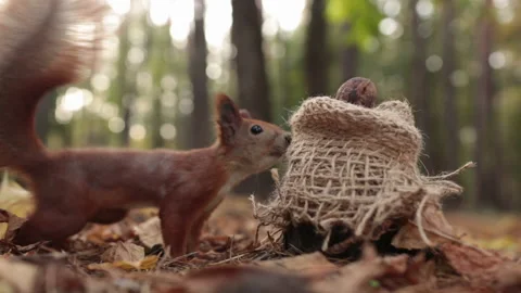 Squirrel takes a nut from a bag Vídeos de archivo 143438197