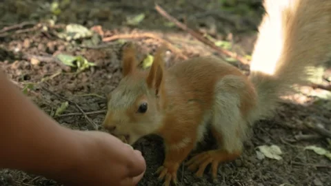 The squirrel takes the nut from the hand Stockbeeldmateriaal 202304907