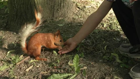 The squirrel takes the nut from the hand Video stock 202304913