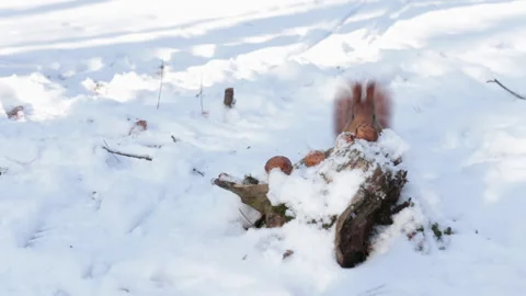 Squirrel takes a nut in winter close up Video stock 147082219