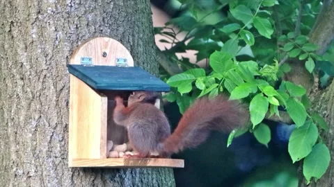 Squirrel takes nuts from feeder Stock Footage 242826841