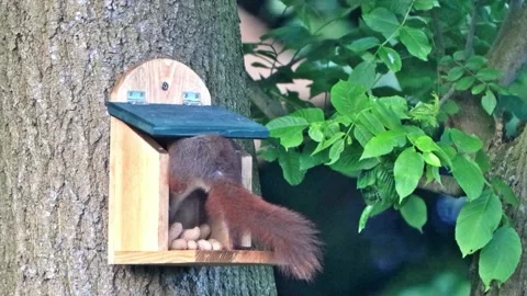 Squirrel takes nuts from feeder Stock Footage 242827138