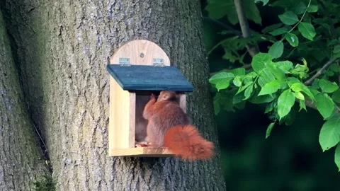 Squirrel takes nuts from feeder Stock Footage 244237754