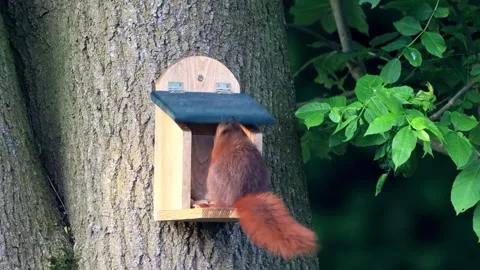 Squirrel takes nuts from feeder Stock Footage 244288908