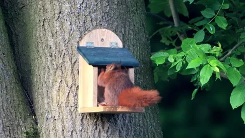 Squirrel takes nuts from feeder Video stock 244293215