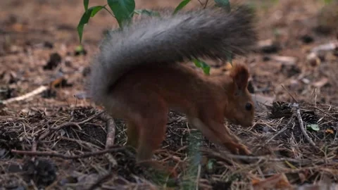Squirrel takes nuts out shopping cart and hides them in woods. 스톡 동영상 317161359