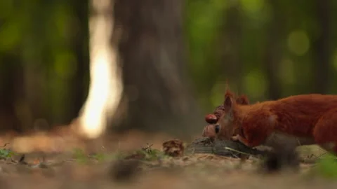 The squirrel takes out a hazelnut Stock Footage 139090527