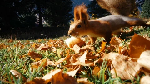 Squirrel Takes a Piece of Bread Stock-Footage 103809600