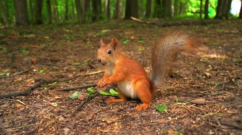 The squirrel takes seeds from the hands. Stock Footage 54900368