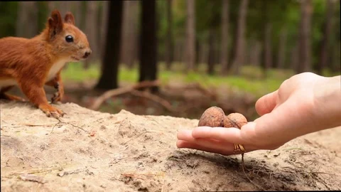 Squirrel takes a walnut from hand Stock Footage 113931467