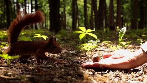 Squirrel takes walnut from human hand Vídeos de archivo 113011041