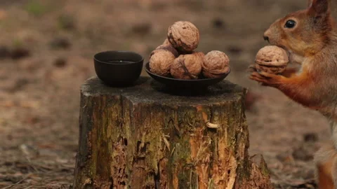 Squirrel takes a walnut from a plate close-up shot. 스톡 동영상 153839171
