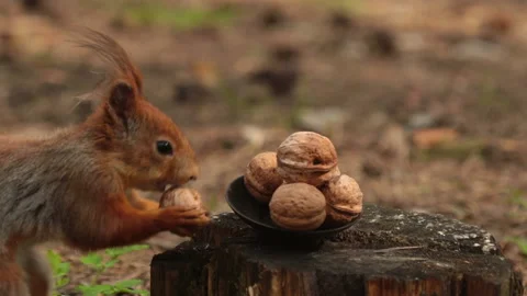 A squirrel takes a walnut from a plate close-up of a face. Stock Footage 154783588