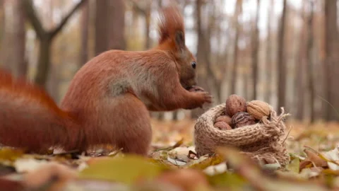 A squirrel takes a walnut from a small bag Video stock 151710882