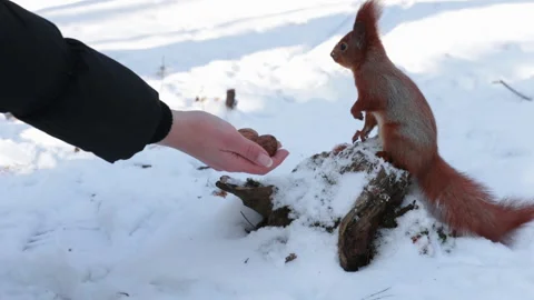 Squirrel takes a walnut from a woman's hand Stock Footage 147082259