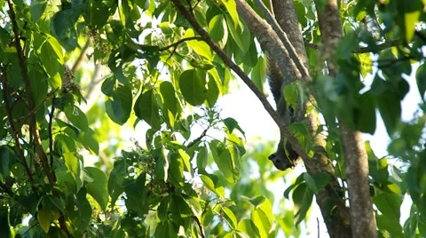 Squirrel is taking and eating plant Stock Footage 48346326