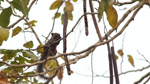 Squirrel is taking and eating seed Stock Footage 48346902