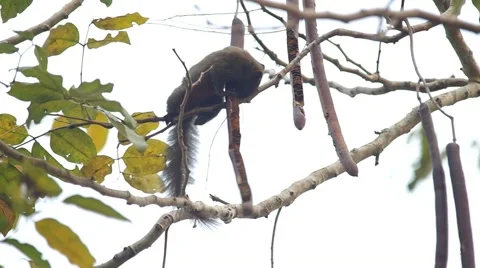 Squirrel is taking and eating a seed Stock Footage 48346949