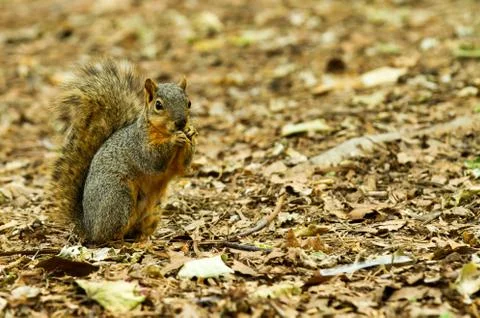 Squirrel Taking a chomp of something to eat Stock-Fotos