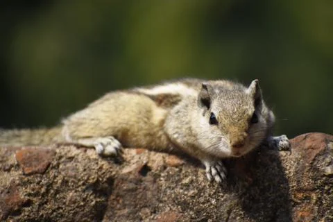 A squirrel taking a closer look at the camera. Stock Photos