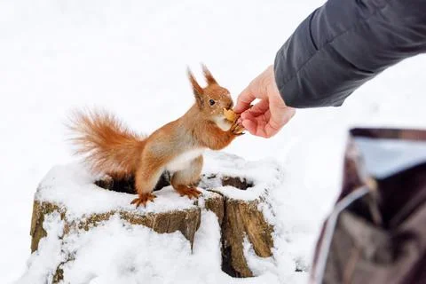 Squirrel taking hazelnut from human hand. Close up photo in winter time on sn Stock Photos