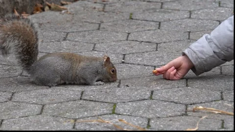 Squirrel taking nut offered by a kid Stock Footage 265527398