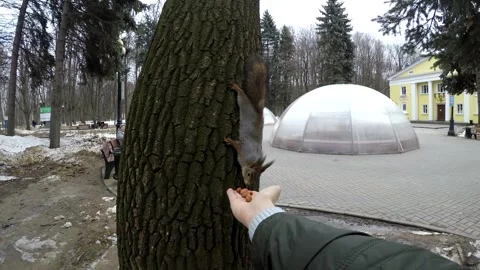 Squirrel taking nut from person's hand in winter public park Stock Footage 274448362